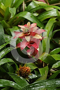 Pink Bromelia