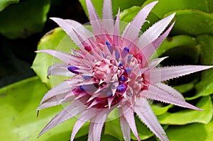 Pink bromeliad