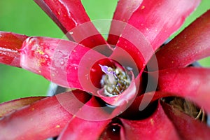 Pink Bromeliad