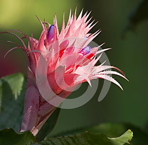Pink bromeliad flower