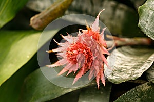 Pink bromeliad flower of Aechmea fasciata Silver Vase or Urn Plant