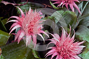 Pink bromeliad flower of Aechmea fasciata Silver Vase or Urn Plant.