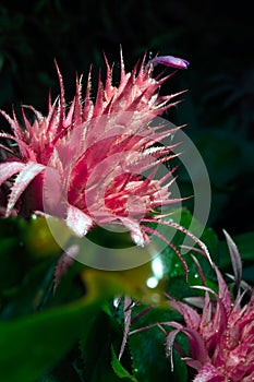 Pink bromeliad flower of Aechmea fasciata Silver Vase or Urn Plant.