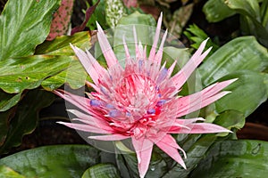 Pink bromeliad flower