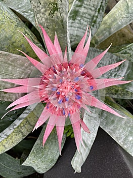 A pink Bromeliad flower from Muttart Conservatory, Edmonton, Alberta