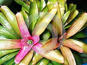 Pink bromeliad tree