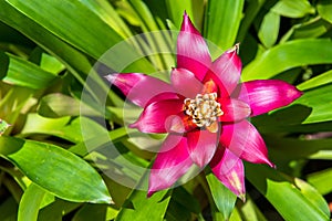 Pink Bromeliads photo