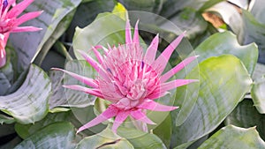 Pink Bromeliads flowers in the garden