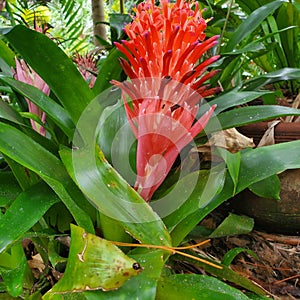 Pink Bromiliad Plant