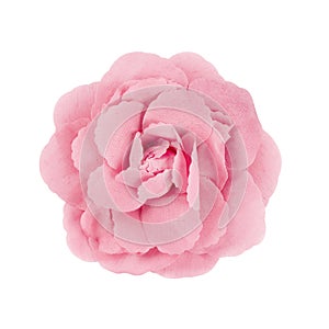 Pink brooch flower isolated on white
