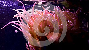 Pink Bubbletip Anemone with Red Saddleback Clowns