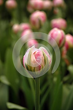 Pink bud