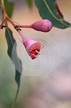 Pink bud and opening red blossom of the Australian native flowering gum tree Corymbia ficifolia