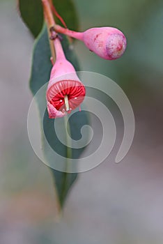 Pink bud and opening red blossom of the Australian native flowering gum tree Corymbia ficifolia