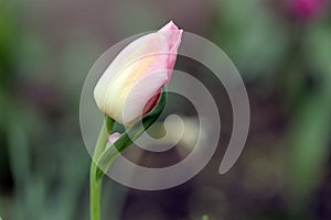 Pink bud of tulip against green blurry background, closeup. Bright spring flower, macro photo