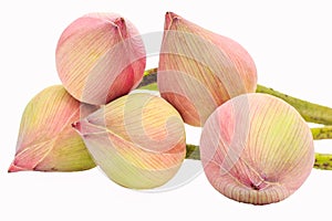 Pink budding lotus flowers