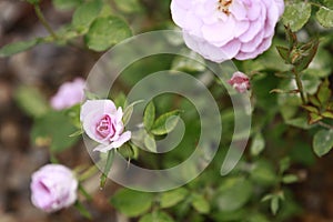 Pink budding roses on lush green foliage.