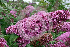 Pink Buddleia flower photo