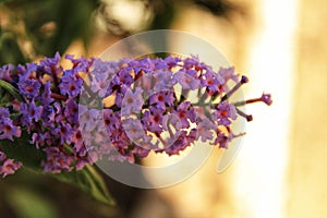 Pink buddleja davidii flower in the garden