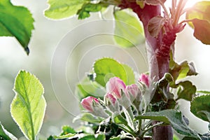 Pink buds of apple trees in springtime orchard in may day