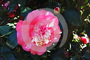 Pink buds and a blossomed fuchsia blossom in the foreground in a flowering garden tree