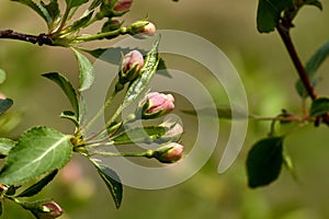 Pink buds on the branch of the ranetki photo