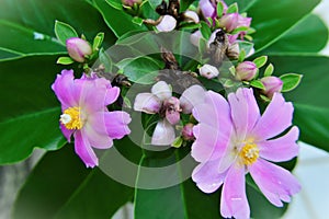 Pink buds and flowers of Pereskia Grandifolia