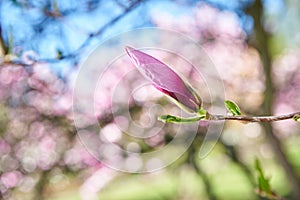 Pink buds of magnolia flowers