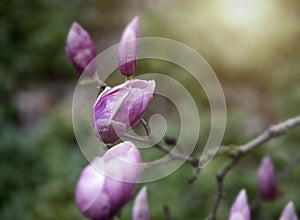 Pink Buds on a Magnolia liliiflora tree photo