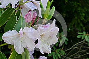 Pink buds and pale white flowers of Great White Rhododendron shrub