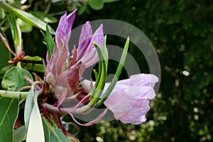 Pink buds and pale white flowers of Great White Rhododendron shrub