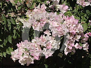 Pink Bugambilia Flower