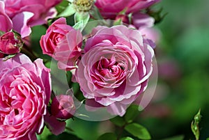 Pink Bulgarian Rose double flowers blooming in summer garden