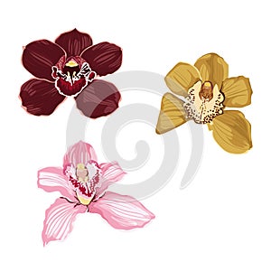 Pink burgundy yellow orchid flower isolated on white background.