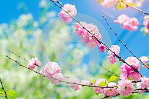 Pink bush blossoms in spring with pink flowers and blue sky. natural wallpaper. concept of spring. background for design. Cherry S