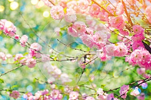 Pink bush blossoms in spring with pink flowers. natural wallpaper. concept of spring. background for design