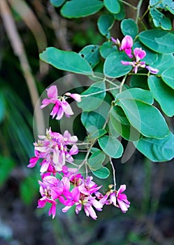 Pink Bush Clover