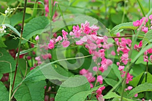 Pink Bush is a flowering plant of the family Polygonaceae,