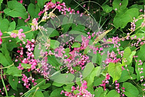 Pink Bush is a flowering plant of the family Polygonaceae,