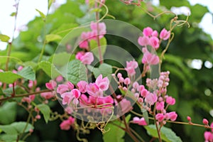 Pink Bush is a flowering plant of the family Polygonaceae, a pink clematis plant native to Mexico.