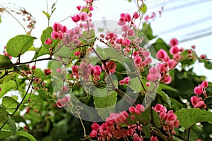 Pink Bush is a flowering plant of the family Polygonaceae, a pink clematis plant native to Mexico.