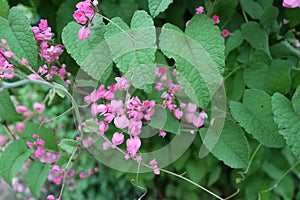 Pink Bush is a flowering plant of the family Polygonaceae, a pink clematis plant native to Mexico.