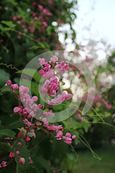 Pink Bush is a flowering plant of the family Polygonaceae, a pink clematis plant native to Mexico.