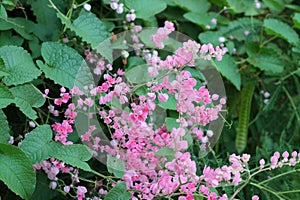 Pink Bush is a flowering plant of the family Polygonaceae, a pink clematis plant native to Mexico. Classified