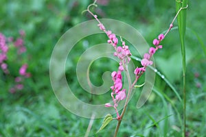 Pink Bush is a flowering plant of the family Polygonaceae, a pink clematis plant native to Mexico. Classified