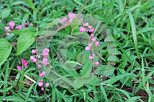 Pink Bush is a flowering plant of the family Polygonaceae, a pink clematis plant native to Mexico. Classified