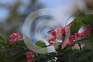 Pink Bush is a flowering plant of the family Polygonaceae, a pink clematis plant native to Mexico. Classified as a fast growing