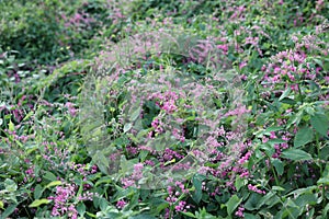 Pink Bush is a flowering plant of the family Polygonaceae, a pink clematis plant native to Mexico. Classified as a fast growing