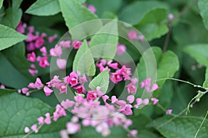 Pink Bush is a flowering plant of the family Polygonaceae, a pink clematis plant native to Mexico. Classified as a fast growing