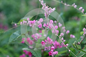 Pink Bush is a flowering plant of the family Polygonaceae, a pink clematis plant native to Mexico. Classified as a fast growing